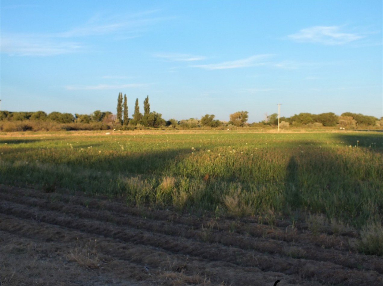 Campo de 96ha en Rio Negro
