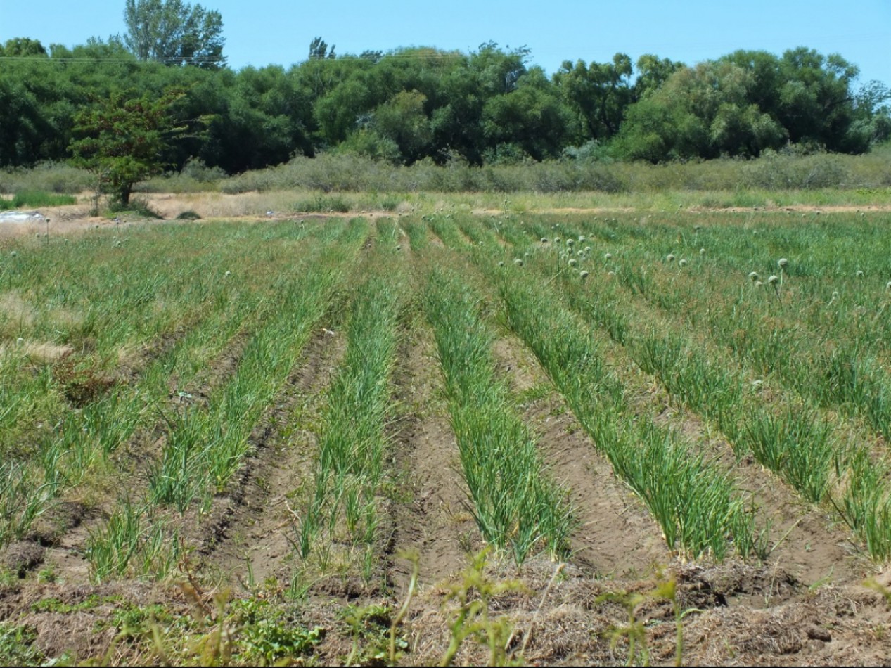 Campo de 96ha en Rio Negro