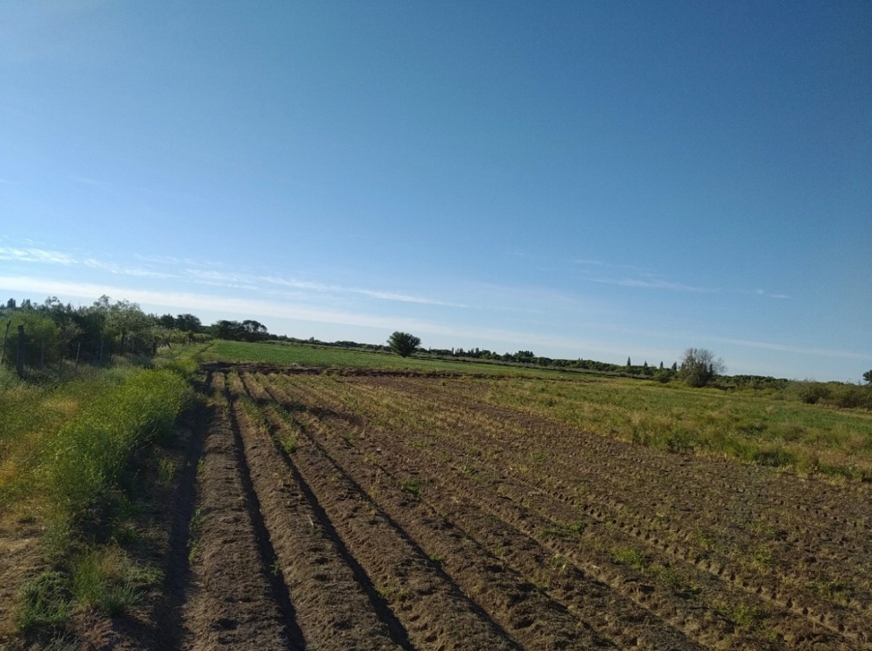 Campo de 96ha en Rio Negro