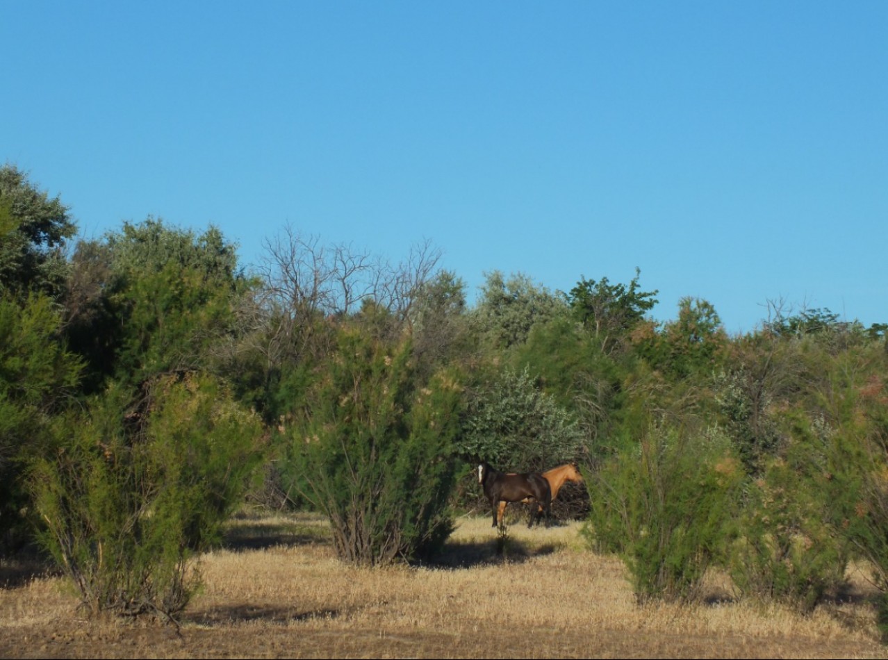 Campo de 96ha en Rio Negro