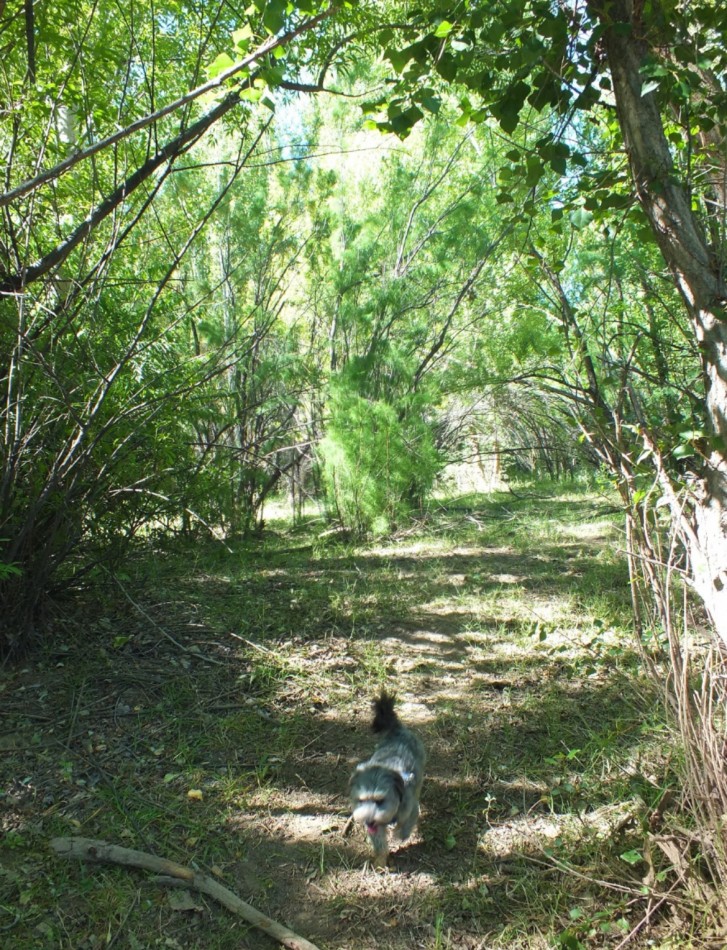Campo de 96ha en Rio Negro