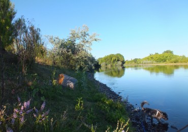 Campo de 96ha en Rio Negro