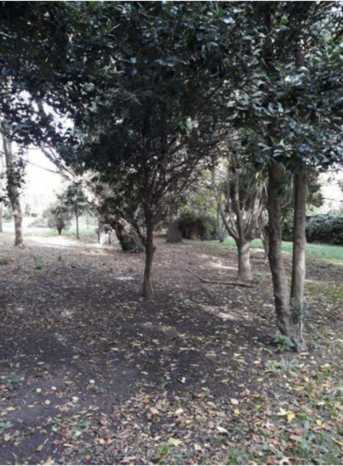MUY BUEN LOTE EN GLORIA DE LA PEREGRINA.